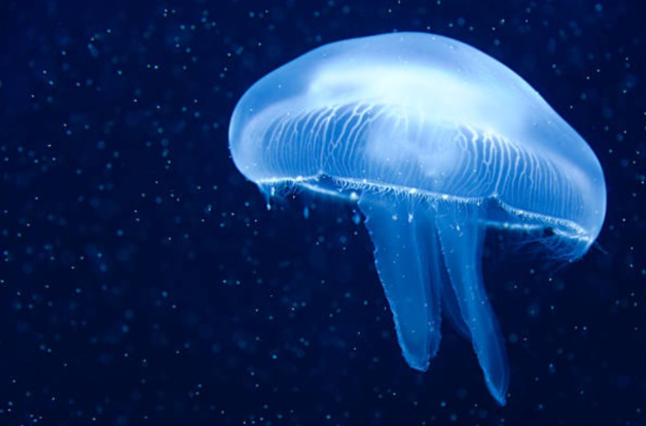 funny jellyfish names